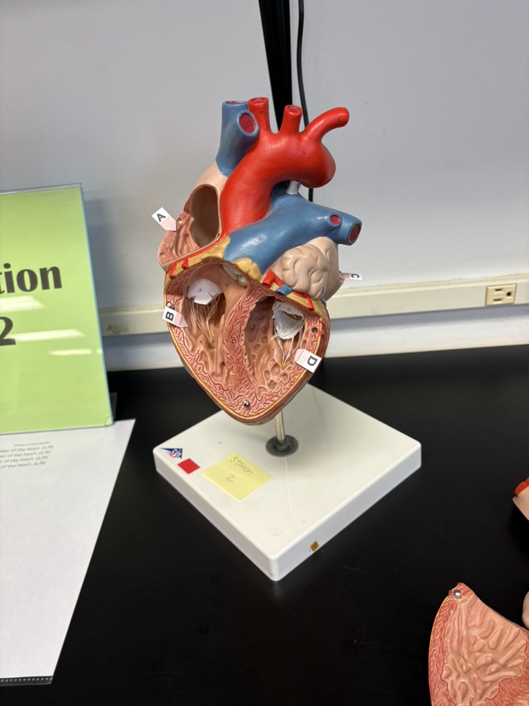 <p>C. identify this chamber (L/R)</p>