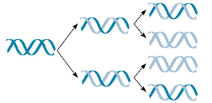 <p>Original DNA molecules remain intact in separate</p><p>double‐stranded DNA molecules.</p>