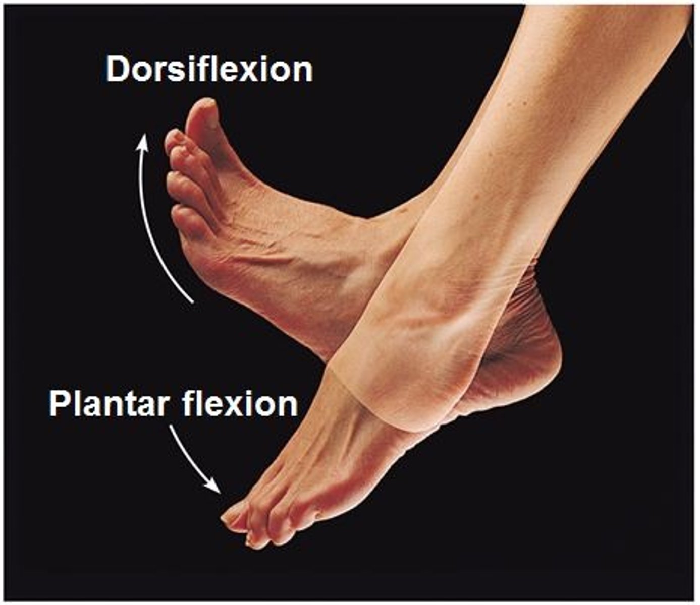 <p>up and down movement of the foot and the leg</p>