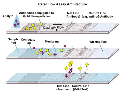 <p>Immunochromatographic/Lateral Flow</p>