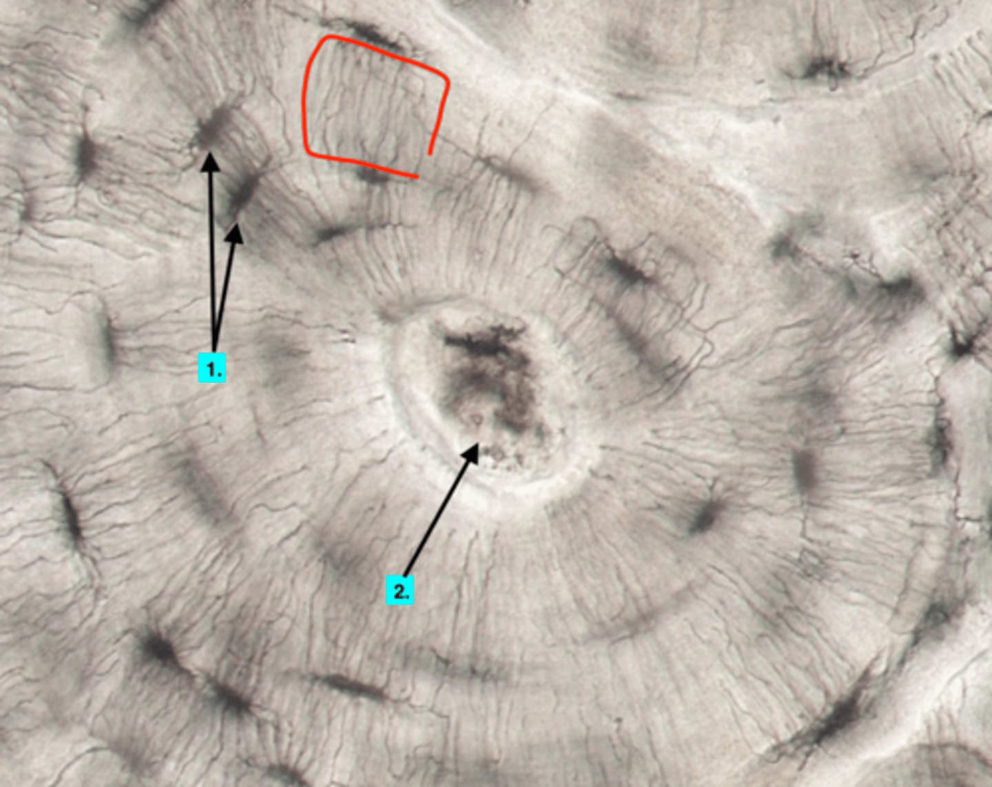 <p>type of structure? {RED BOX}</p>
