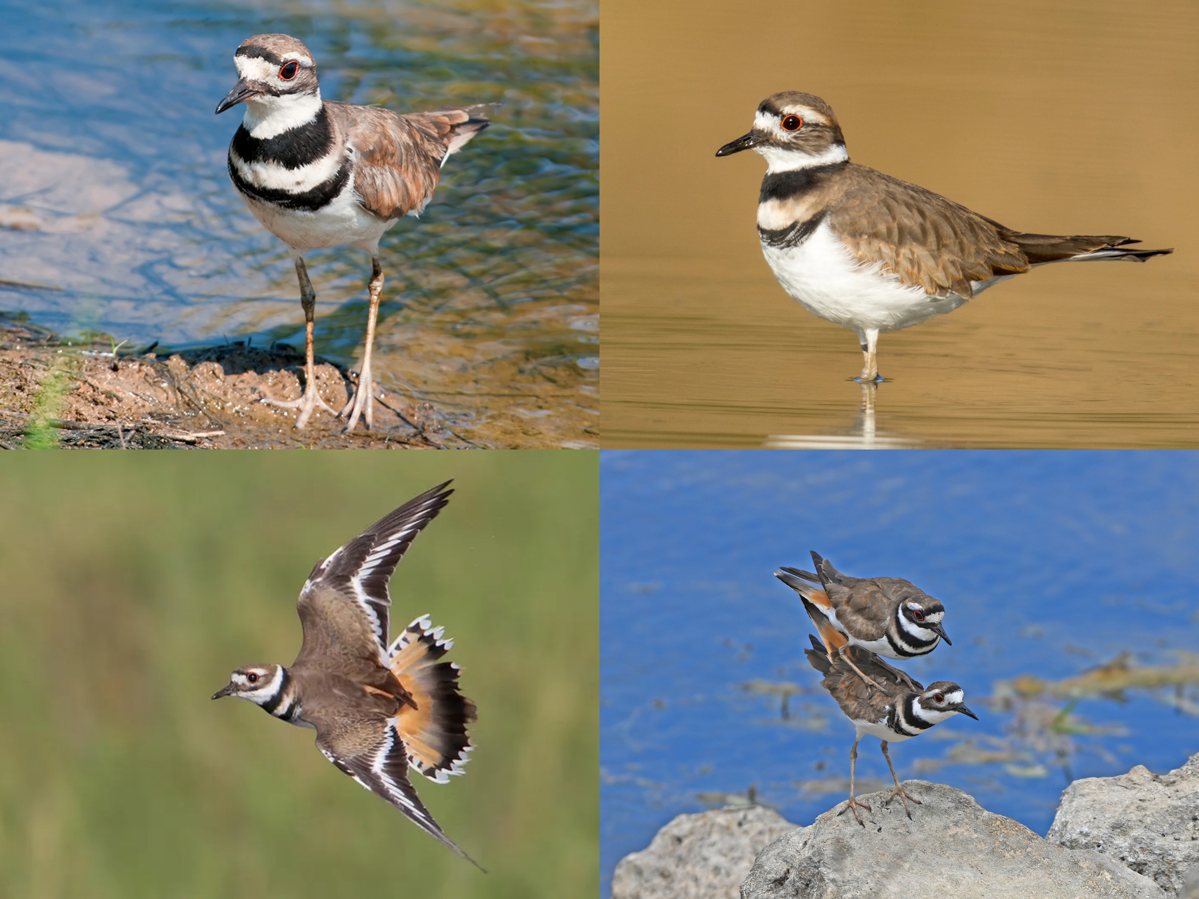 <p>Order: Charadriiformes</p><p>Family: Charadriidae</p><p>CN: Killdeer</p><p>Alpha Code: KILL</p>