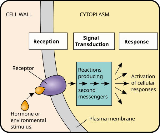 <p>Signal transduction pathways</p>