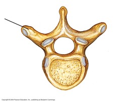 <p>Category: Typical Vertebra</p>