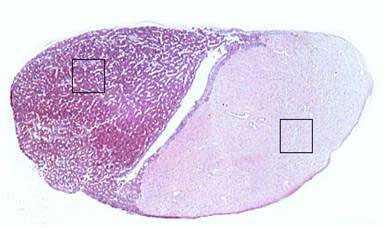 <p>What is this slide showing?</p>