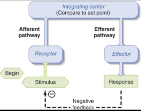<ul><li><p>regulates reflex arcs</p></li><li><p>shuts the system off once the set point has been reached in order to keep the system at or near the set point</p></li></ul><p></p>