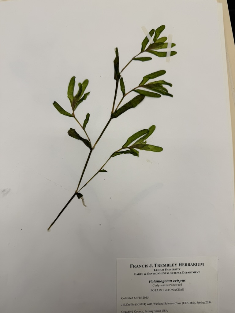 <p>Curly pondweed</p>