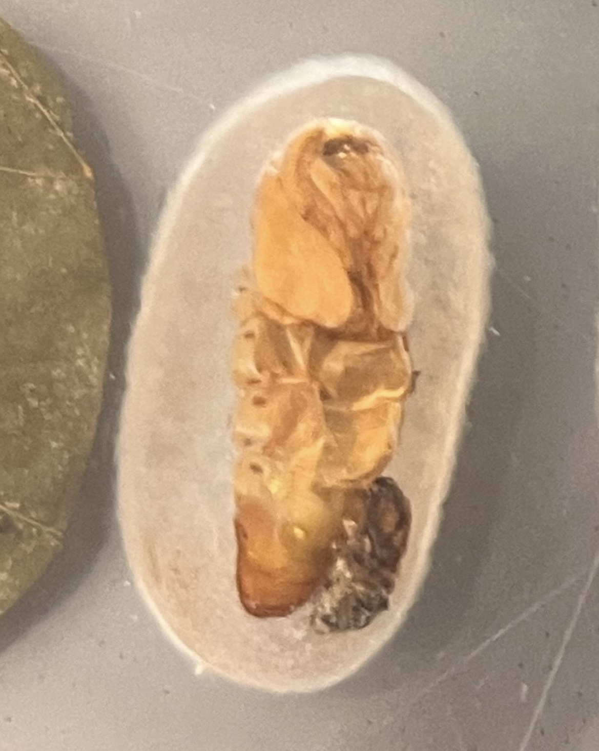 <p>What stage silkworm is this at?</p>