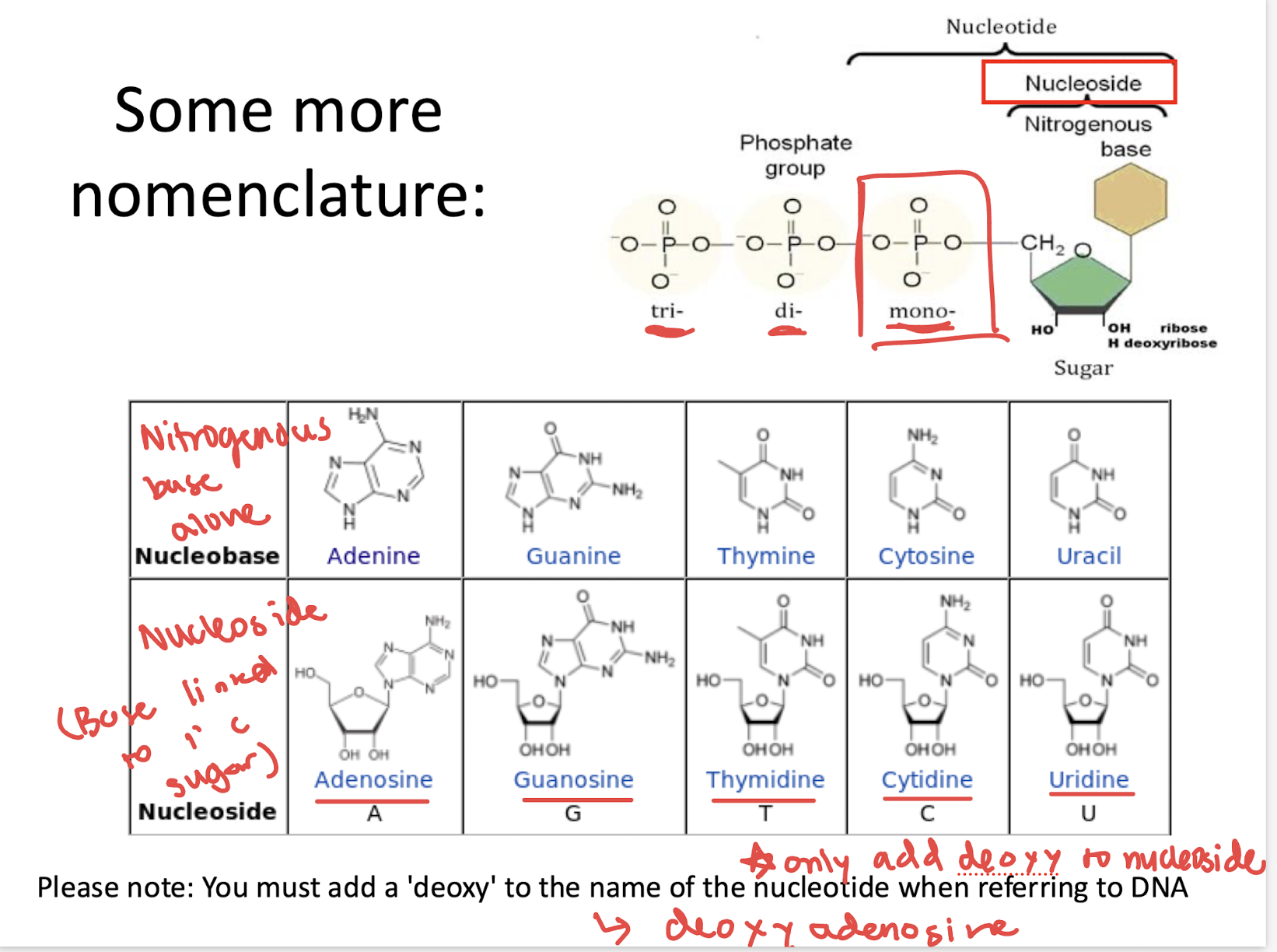 <p>thymidine </p>