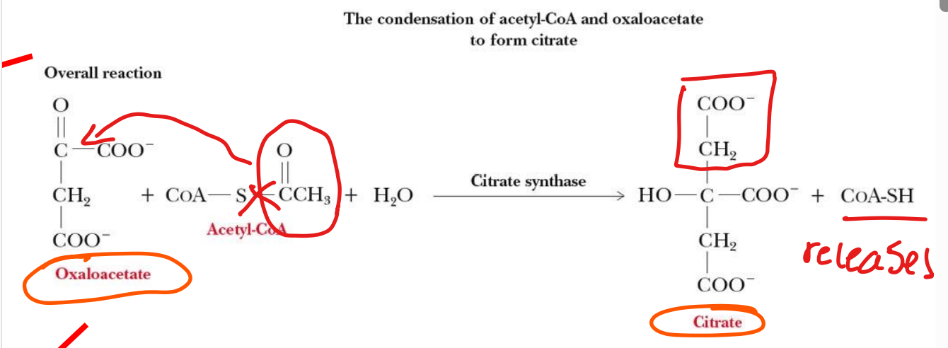 <p>step 1</p><p>carried out by citrate synthase</p><p>acetate from acetyl-CoA is combined with oxaloacetate</p>