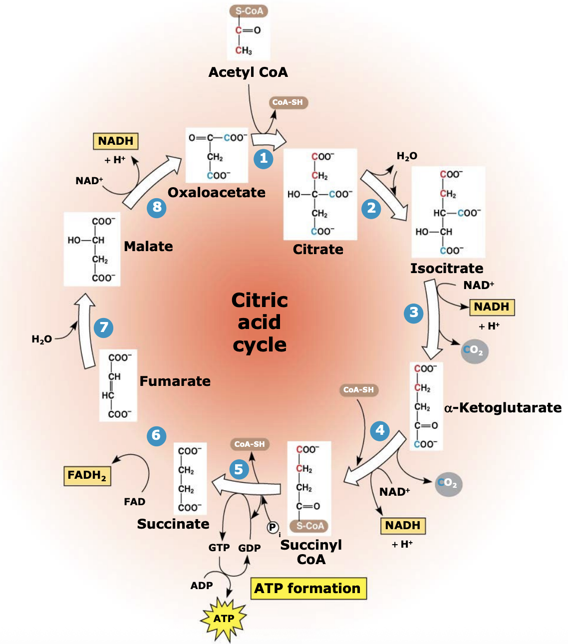<p>Each cycle produces <strong>1 ATP, 3 NADH, and 1 FADH₂</strong>. Since one glucose forms two acetyl-CoA, the cycle runs <strong>twice per glucose molecule</strong>.</p>