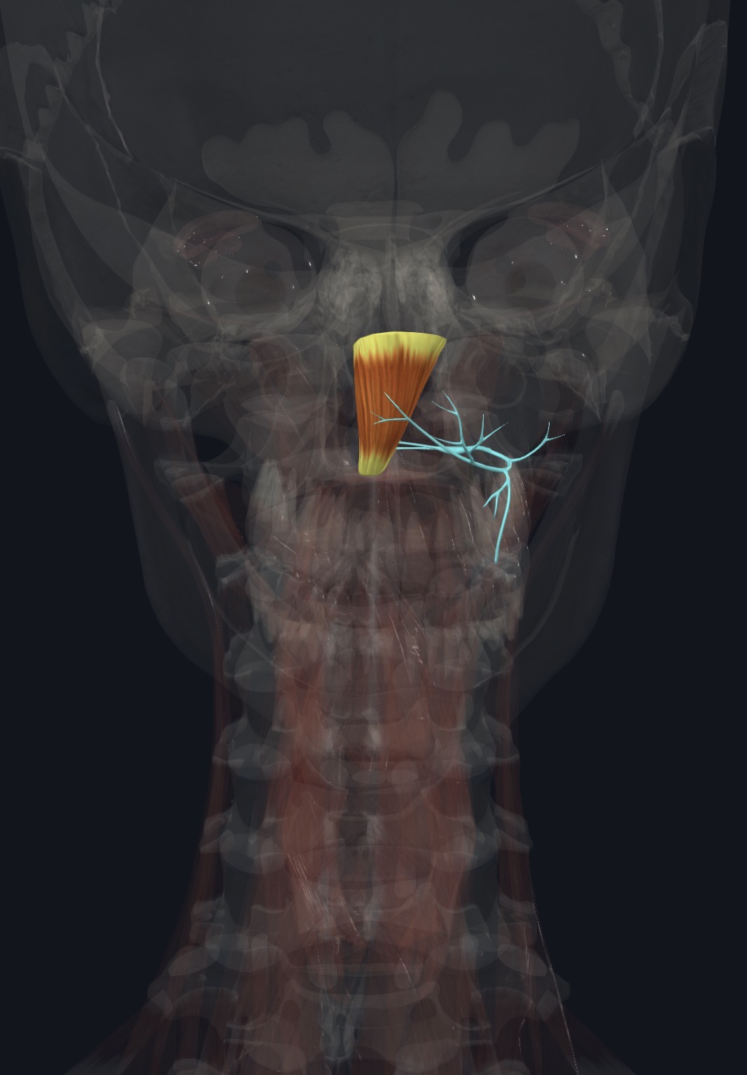 <p>Posterior ramus of C1</p>