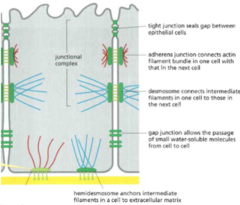 <p>- Tight Junctions</p><p>- Adherens Junctions</p><p>- Desmosomes</p><p>- Gap Junctions</p><p>- Hemidesmosomes</p>