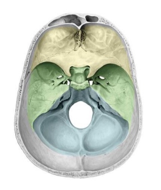 <ul><li><p>anterior cranial fossa = frontal lobe</p></li><li><p>Middle cranial fossa = temporal lobe</p></li><li><p>Posterior cranial fossa = cerebellum</p></li></ul><p></p>
