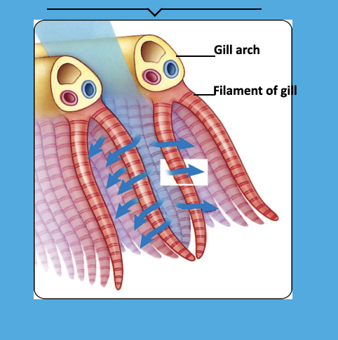 <p>Gill arches support <strong>gill filaments</strong>, which contain <strong>lamellae</strong> — thin, high‑surface‑area structures where oxygen diffuses into blood</p>