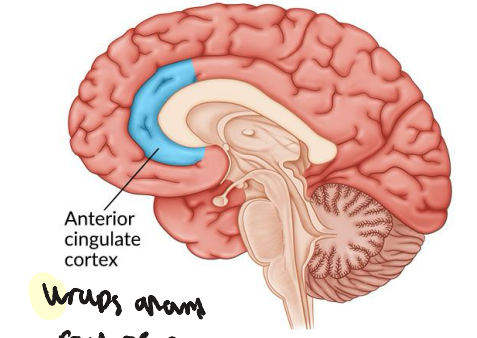 <p>Immediate emotional consequences of pain </p><p>Social rejection also activates this area </p>