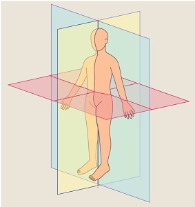 <p>what planes of section is the blue area?</p>