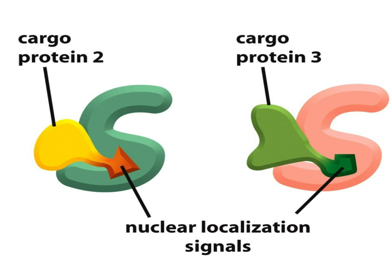 <ul><li><p>appear within end site of cargo which are recognized by nuclear import receptors (aka carrier proteins)</p></li><li><p>5 or more basic amino acids in a row in nuclear import protein and/or NLS in order to fit as a NLS site</p></li></ul><p></p>