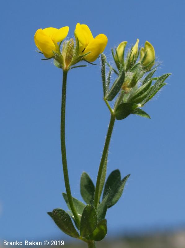 <p>Navadna nokota-Lotus corniculatus</p>