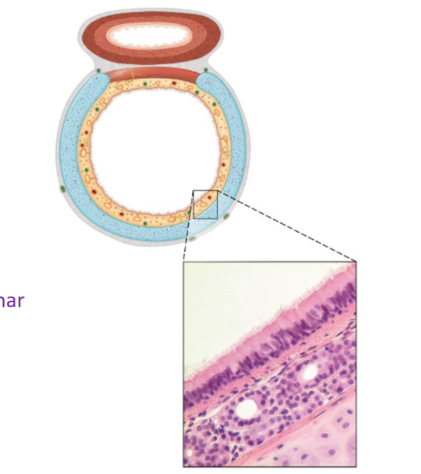 <ul><li><p>Mucosa</p><ul><li><p>Lined with pseudostratified ciliated columnar epithelium and goblet cells</p></li></ul></li><li><p>Submucosa</p><ul><li><p>Loose connective tissue &amp; cartilage rings </p></li></ul></li><li><p>Adventitia or Serosa</p><ul><li><p>Dense irregular connective tissue</p></li></ul></li></ul><p></p>