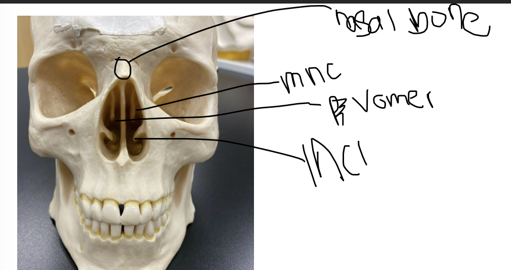 <p>Inferior nasal conchae </p>