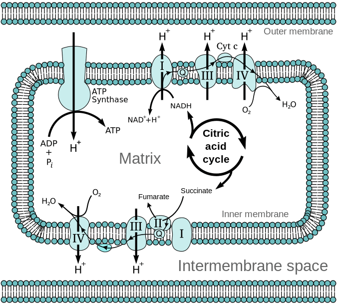 <p>What is the chemiosmotic model?</p>