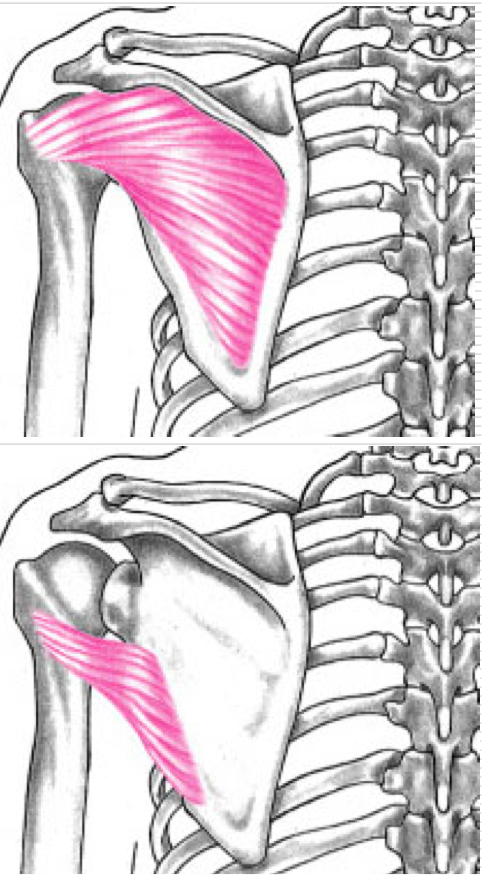 <p>Agonists</p><ul><li><p>Infraspinatus </p></li><li><p>Teres Minor</p></li></ul><p>Both attach posteriorly on greater tubercle </p>