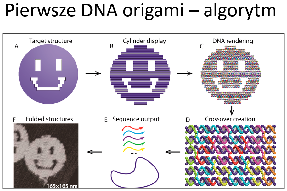 <p>Wpierw projektuje się komputerowo by ogarnąć gdzie ma się zginać struktura</p><p>Długa nić zazwyczaj wirusowego DNA tworzy rusztowanie</p><p>Krótkie zaprojektowane fragmenty DNA przytrzymują rusztowanie (spinacze/szwy)</p><p>W roztworze wszystkie nici hybrydyzują jednocześnie, przez co DNA zgina się i składa w kształty 2D i 3D</p><p><span style="background-color: transparent;">16 par zasad to półtora obrotu co pozwala zaprojektować „klamry”</span></p><p><span style="background-color: transparent;">Korzysta się ze złącza Holidaya i struktury DX</span></p><p></p>