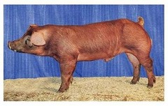 <p>This breed of pig is a paternal/terminal line with a solid red color, excelling in leanness, growth, and muscling</p>