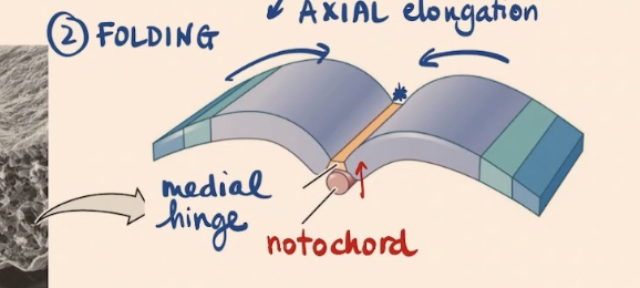 <p>Notochord (a mesodermal derivative) is going to be signaling to the _, and going to induce the differentiation of certain cells in the neural plate to become this _</p>