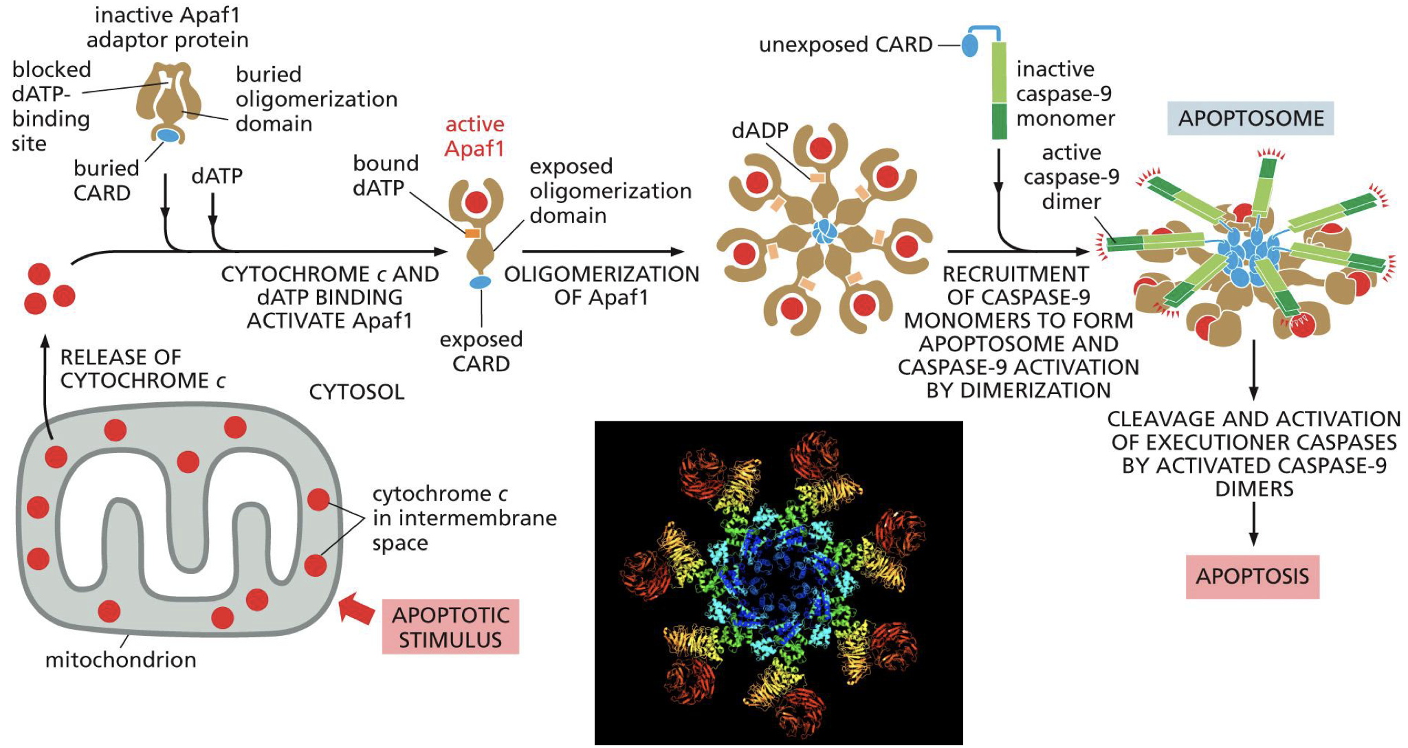 <ul><li><p>Cytochrome C released in cytoplasm</p></li><li><p>Apaf1 binds cytochrome C which activates it</p></li><li><p>Active Apaf1 oligomerise (7subunits) into a ring</p></li><li><p>Recruitment of caspase 9 monomers</p></li><li><p>Activates caspase 9 monomers by cross cleavege and forming dimers</p></li><li><p>Caspase 9 is an initation caspase</p></li><li><p>Apoptosis</p></li></ul><p></p>