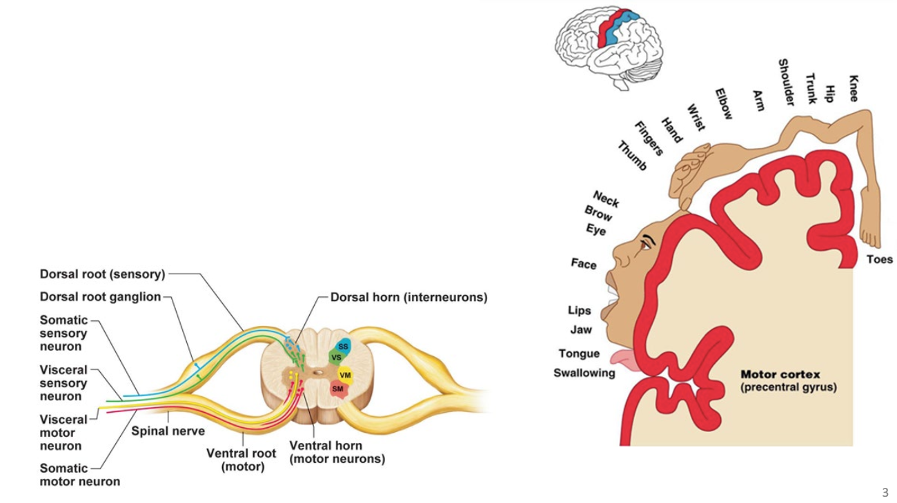 <ul><li><p>Brain has to be involved</p></li><li><p>Descending neurons</p></li><li><p>TWO MOTOR NEURON CHAIN (1 EFFERENT NEURON)</p></li></ul><p><u>To initiate voluntary movement:</u></p><ul><li><p>signals are sent to <u>descending neurons</u> from the <u>primary motor cortex</u> and then to the <u>efferent motor neuron</u> in the ventral horn of spinal cord</p></li><li><p>primary motor cortex → descending neuron → ventral horn → efferent motor neuron → skeletal muscle</p></li></ul><p></p>