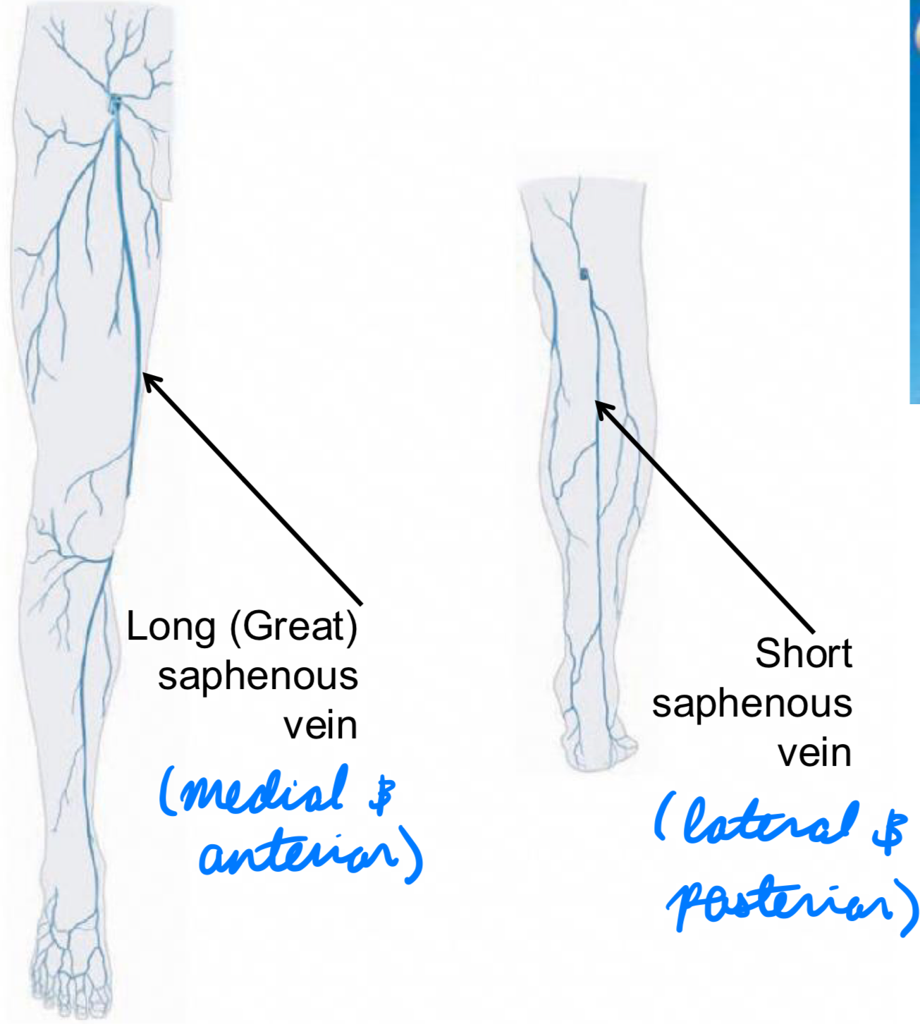 <p>Medial + anterior: Long/great saphenous vein</p><p>Lateral + posterior: Short saphenous vein</p>