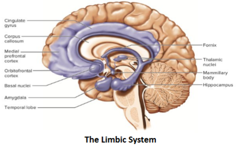 <ul><li><p>Emotional control</p></li><li><p>Inhibition</p></li><li><p>Shifting </p></li><li><p>Self-monitoring </p></li></ul><p></p>