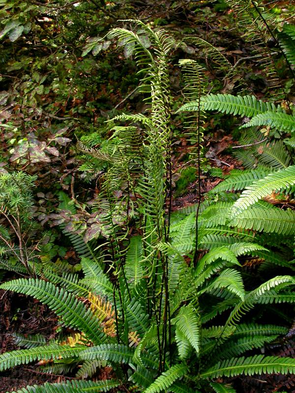 <p>a resilient, evergreen Pacific Northwest native that thrives in damp, shaded forest understories. A key identifying feature is its dimorphic fronds—it produces flat, dark-green sterile leaves that hug the ground, and stiff, much taller, vertical fertile leaves in the center for spore release.</p>