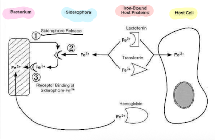 <p><strong><mark data-color="red" style="background-color: red; color: inherit;">Siderophores are high-affinity iron-chelating compounds produced by bacteria to scavenge iron from the host. </mark></strong></p><p>This ability <strong>provides a critical nutrient advantage, </strong><span style="color: green;"><strong>enhancing bacterial survival and proliferation during infection</strong></span><strong>.</strong> </p><p>• <strong><u>Bacteria need trace amounts of iron for growth, </u></strong>Fe in human body <span style="color: red;">is tightly bound either in haemoglobin, transferrin or lactoferrin.</span></p><p><strong><u>– high Fe2+ affinity</u></strong></p><p><strong><u>– acquire Fe2+ and deliver to bacteria</u></strong></p>