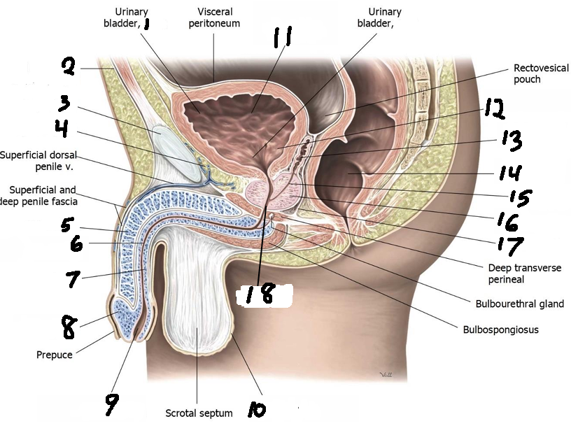 <p>1 what part of the bladder</p>