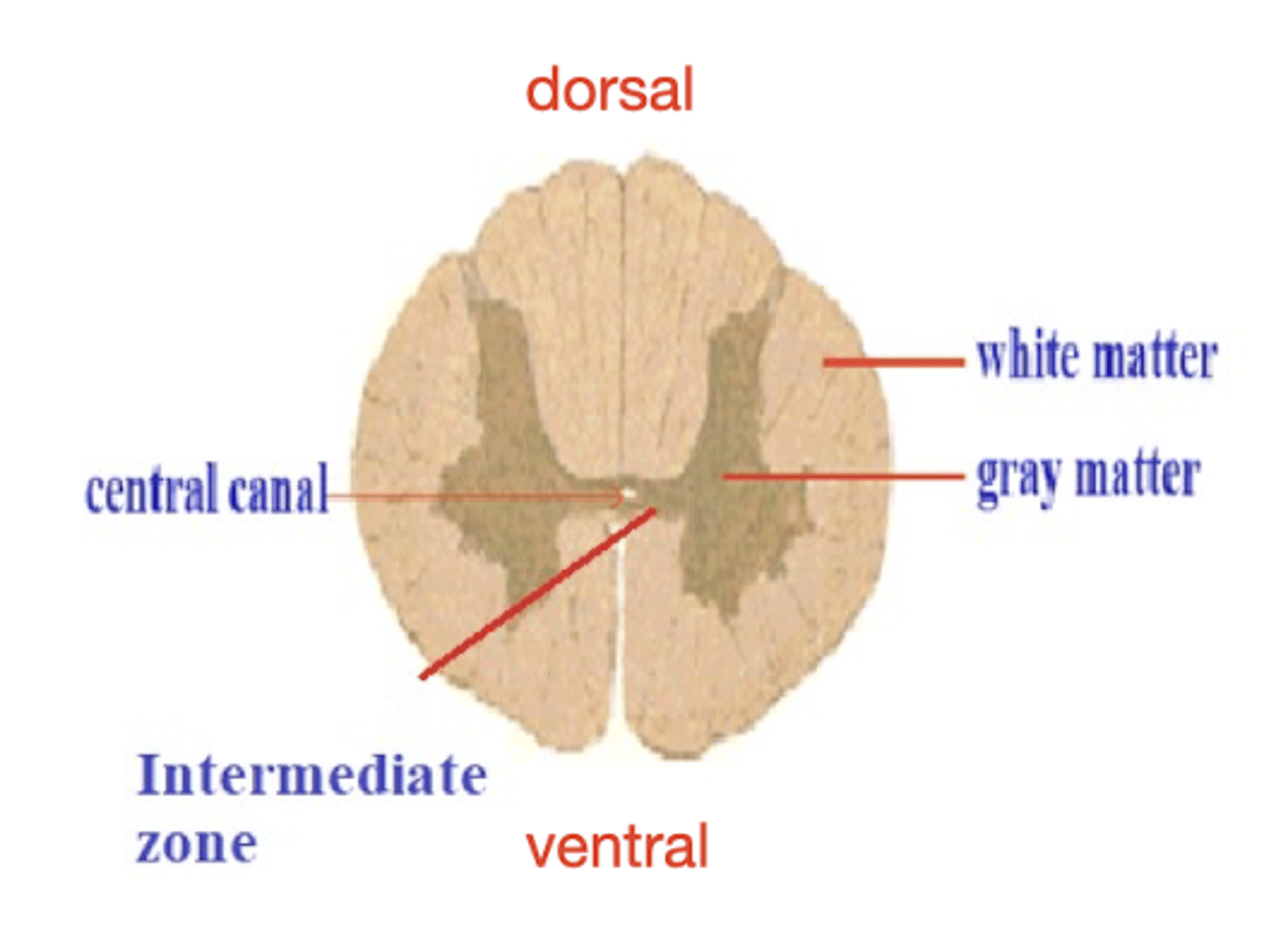 <p>Surrounding tissue composed mainly of myelinated axons.</p>