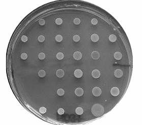 <p>for determination of MIC wherein no bacterial growth is observed on the plate containing the agent</p>