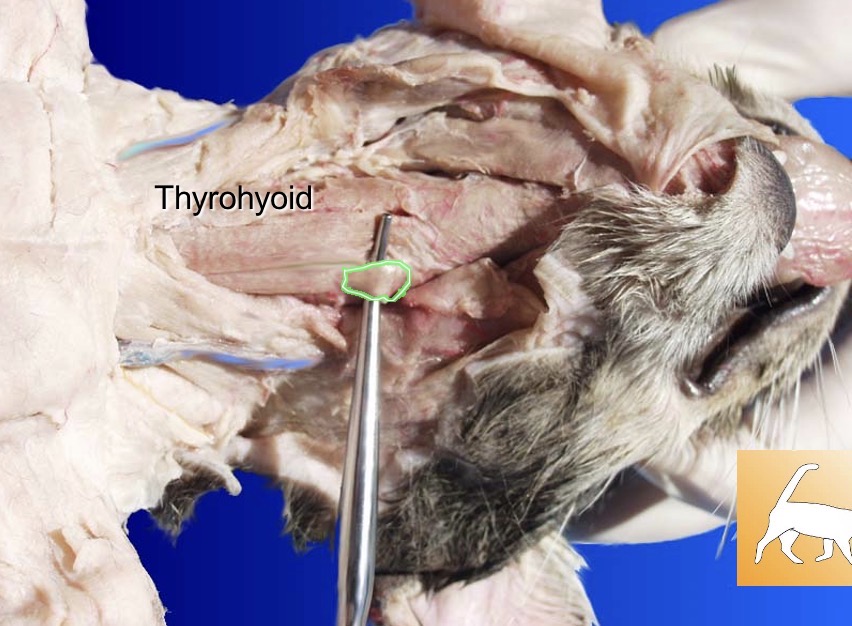 <p>Thyrohyoid</p><p>action: elevates larynx or depresses hyoid bone </p><p>s- sternohyoid </p>
