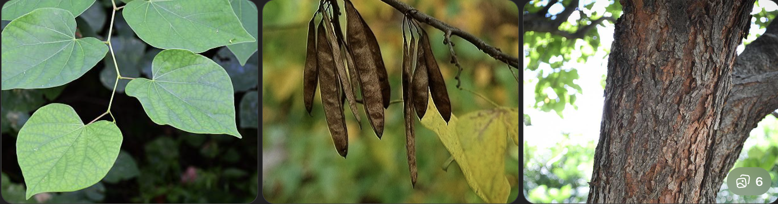 <p>Identify this tree</p>