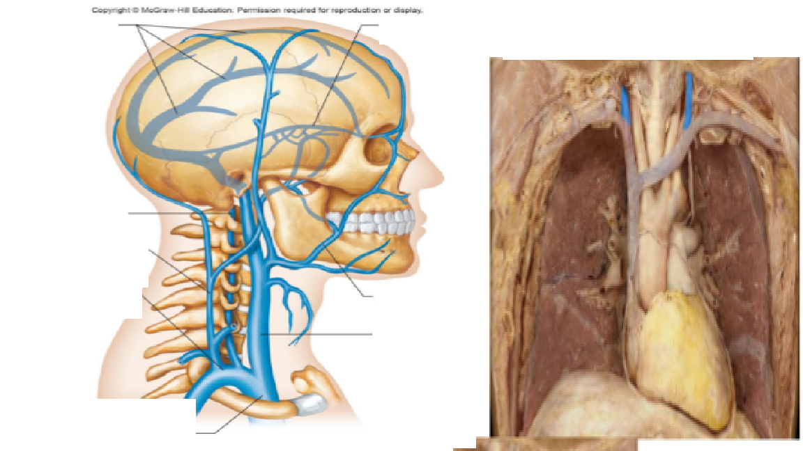 <p>Identify the two types of jugular veins, external and internal.</p>