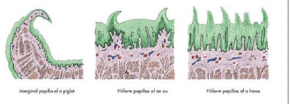 <p>What papillae are these?</p>