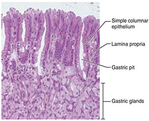 <p>Epithelium in mucosa of stomach</p>