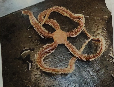 <p>Class ophiuroidea </p>