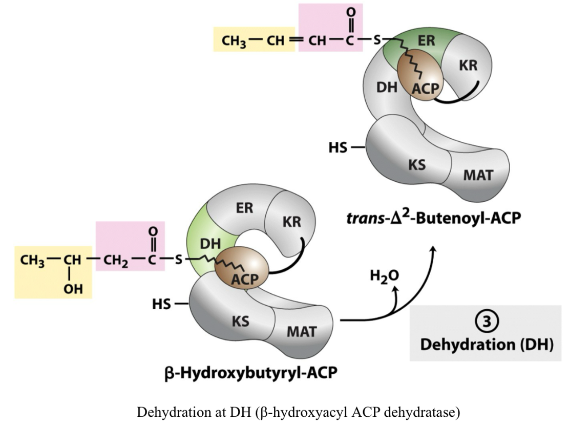 <p>ACP arm moves to DH (beta hydroxyacyl ACP dehydratase), water removed to form trans delta² enoyl ACP </p>