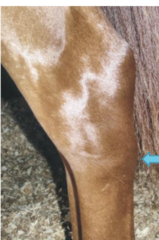 <p>What is the etiology for plantar ligament desmitis (Curb)?</p>
