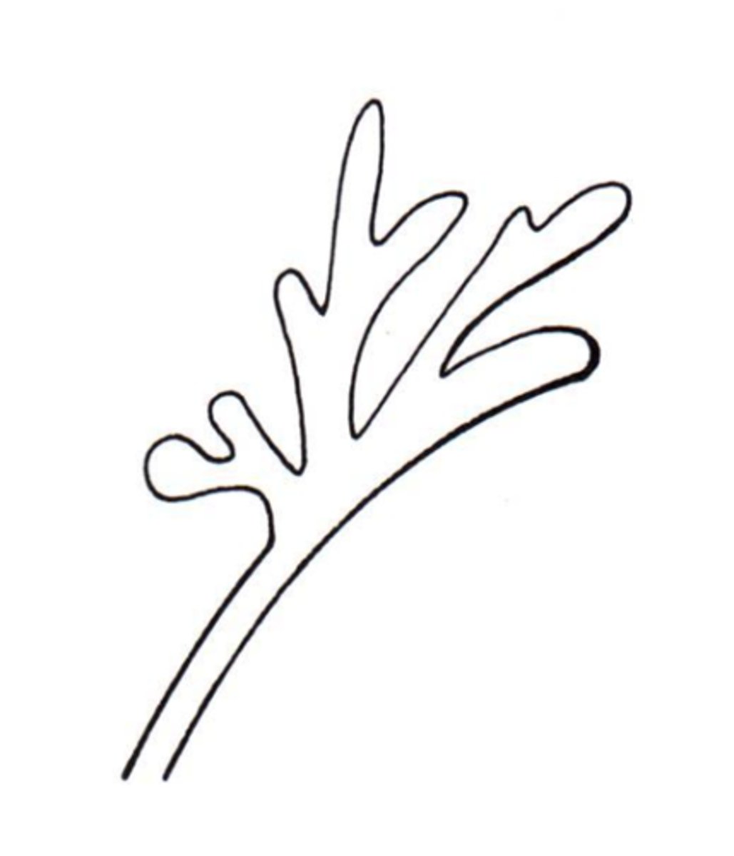 <p>Deer antlers/branching</p>