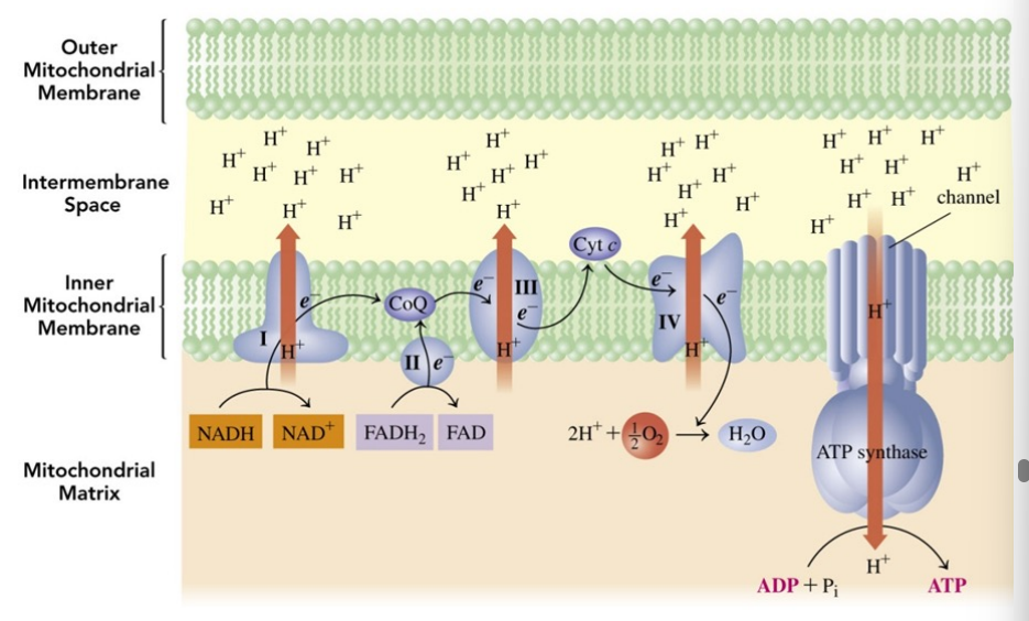 <p>Coenzymes NADH and FADH<sub>2</sub> are oxidized in enzyme complexes providing electrons and hydrogen ions for ATP synthesis </p>