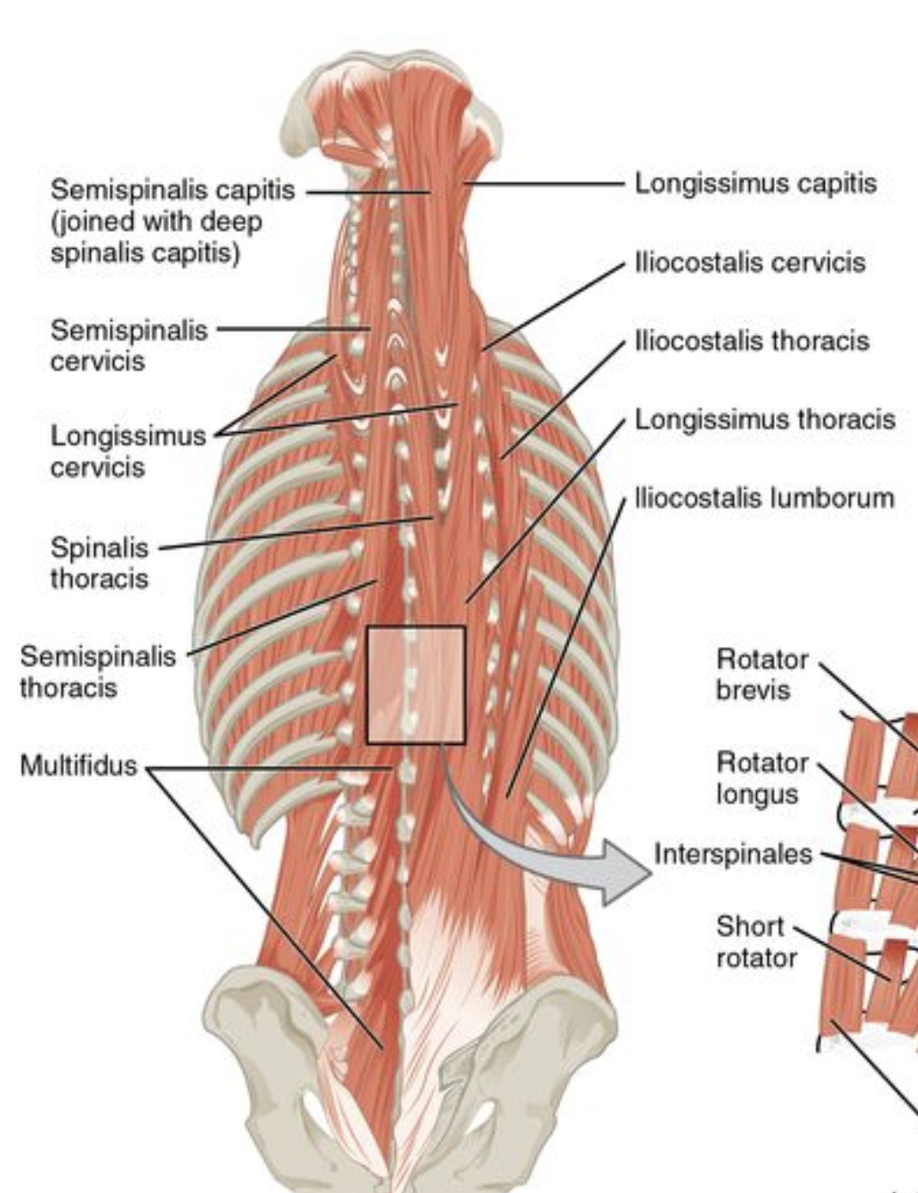 <p>Name the regions of the transversospinalis and the erector spinae</p>